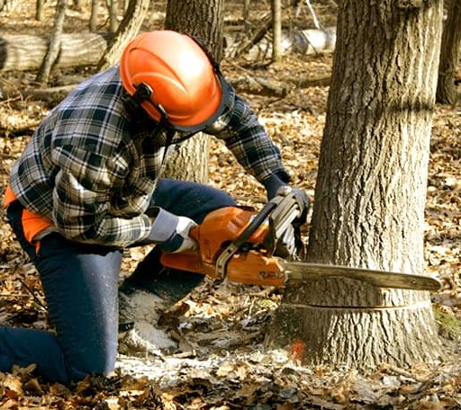 Tree Removal in Mountain View, HI